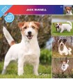 Jack russell terrier 2023
