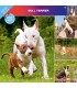 Bull terrier 2023