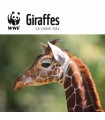 Girafes 2024
