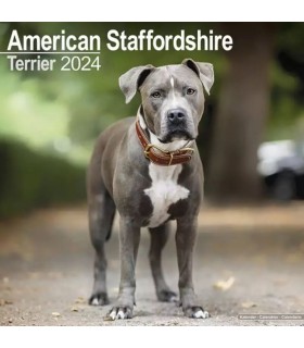 American Staffordshire terrier 2024