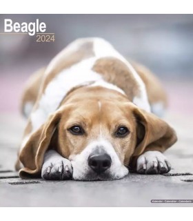 Beagle 2024