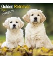 Golden Retriever chiots 2024