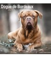 Dogue de Bordeaux 2024