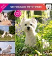 West Highland White Terrier 2024