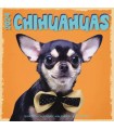 Chiots Chihuahua (Myrna) 2024