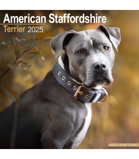 American Staffordshire terrier 2025