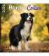 Border Collie Calendrier 2025