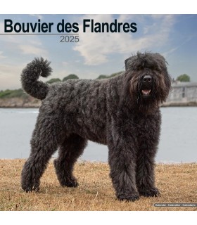 Bouvier des Flandres 2025