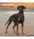 Dobermann 2025