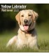 Labrador Sable 2025