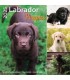 Labrador chiots 2025