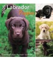 Labrador chiots 2025