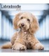 Labradoodle 2025