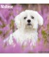 Bichon Maltais 2025