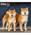 Shiba Inu 2025