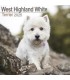 West Highland White terrier 2025